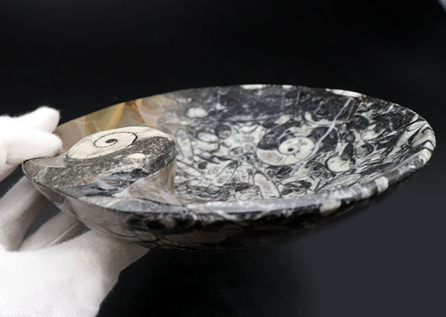 底が深いタイプ、小物入れにいかが?古生代デボン紀の地層より採集されたゴニアタイト(Goniatite)を含む石を加工した皿(その10)