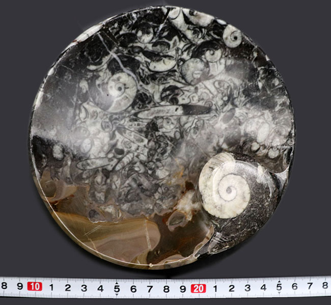 底が深いタイプ、小物入れにいかが?古生代デボン紀の地層より採集されたゴニアタイト(Goniatite)を含む石を加工した皿(その12)