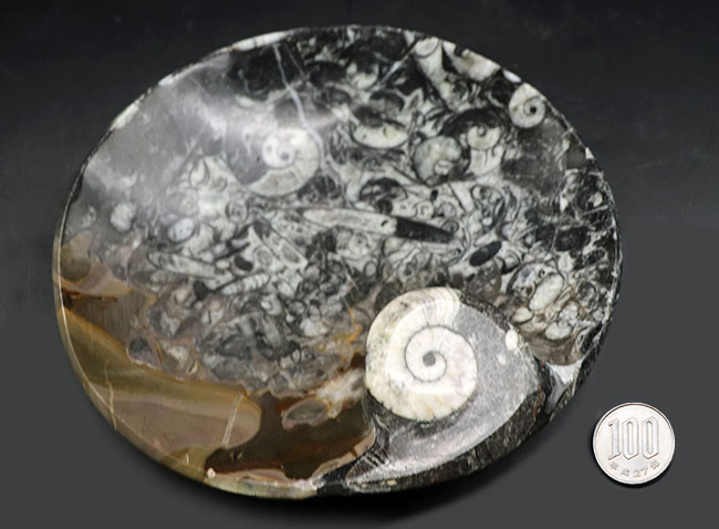 底が深いタイプ、小物入れにいかが?古生代デボン紀の地層より採集されたゴニアタイト(Goniatite)を含む石を加工した皿(その13)
