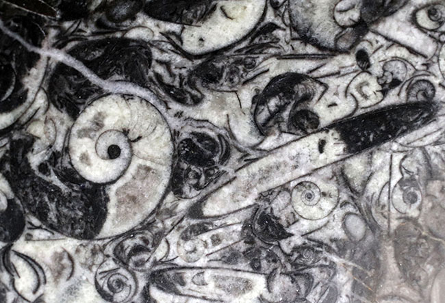 底が深いタイプ、小物入れにいかが?古生代デボン紀の地層より採集されたゴニアタイト(Goniatite)を含む石を加工した皿(その3)