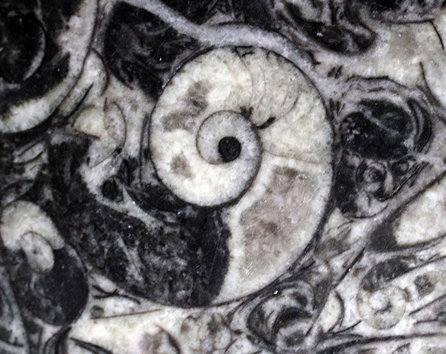 底が深いタイプ、小物入れにいかが?古生代デボン紀の地層より採集されたゴニアタイト(Goniatite)を含む石を加工した皿(その4)