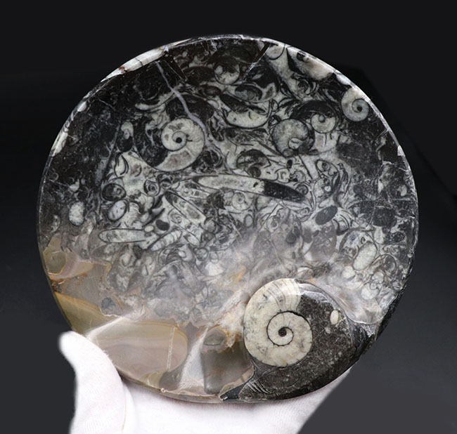 底が深いタイプ、小物入れにいかが?古生代デボン紀の地層より採集されたゴニアタイト(Goniatite)を含む石を加工した皿(その5)