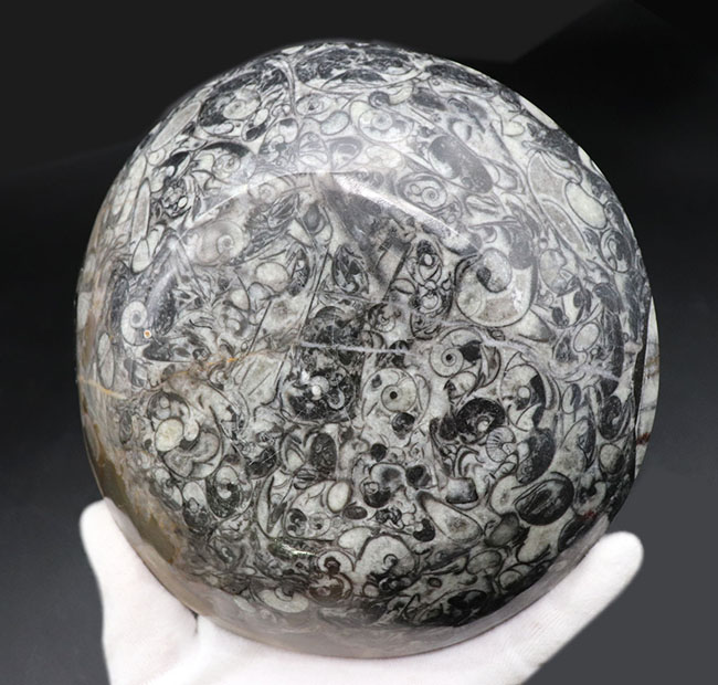 底が深いタイプ、小物入れにいかが?古生代デボン紀の地層より採集されたゴニアタイト(Goniatite)を含む石を加工した皿(その6)