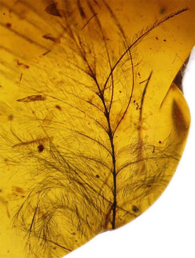 琥珀コレクター必見！驚愕の逸品、およそ１億年前の生物の「羽毛」を閉じ込めたビルマ産琥珀、バーマイト（Burmite）。（その1）