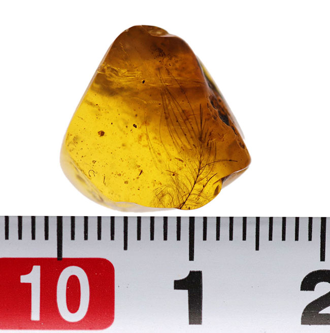 琥珀コレクター必見!驚愕の逸品、およそ1億年前の生物の「羽毛」を内包したビルマ産琥珀、バーマイト(Burmite)。(その10)