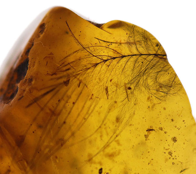 琥珀コレクター必見！驚愕の逸品、およそ１億年前の生物の「羽毛」を閉じ込めたビルマ産琥珀、バーマイト（Burmite）。（その3）
