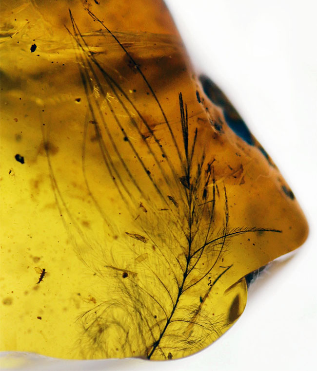 琥珀コレクター必見！驚愕の逸品、およそ１億年前の生物の「羽毛」を閉じ込めたビルマ産琥珀、バーマイト（Burmite）。（その4）
