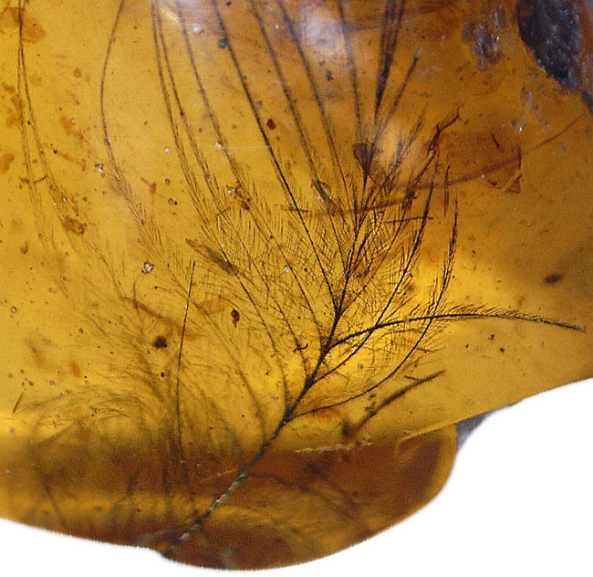 琥珀コレクター必見！驚愕の逸品、およそ１億年前の生物の「羽毛」を閉じ込めたビルマ産琥珀、バーマイト（Burmite）。（その7）