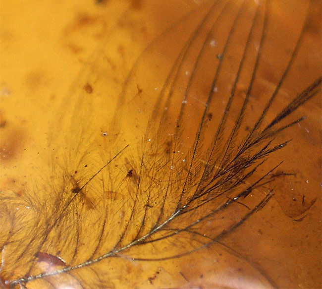 琥珀コレクター必見！驚愕の逸品、およそ１億年前の生物の「羽毛」を閉じ込めたビルマ産琥珀、バーマイト（Burmite）。（その9）