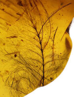 琥珀コレクター必見！驚愕の逸品、およそ１億年前の生物の「羽毛」を閉じ込めたビルマ産琥珀、バーマイト（Burmite）。