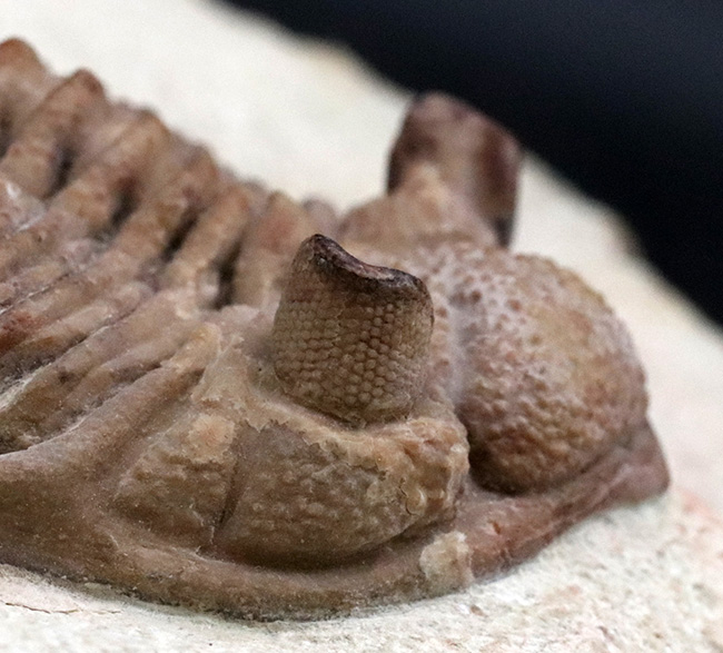世界的標本!サンクトペテルブルク古生物学研究所によるクリーニング!激レア三葉虫二点が同居、チャスモプス・ロンギスピヌス(Chasmops longispinus)とバシリカス・プラヌス(Basilicus planus)(その10)