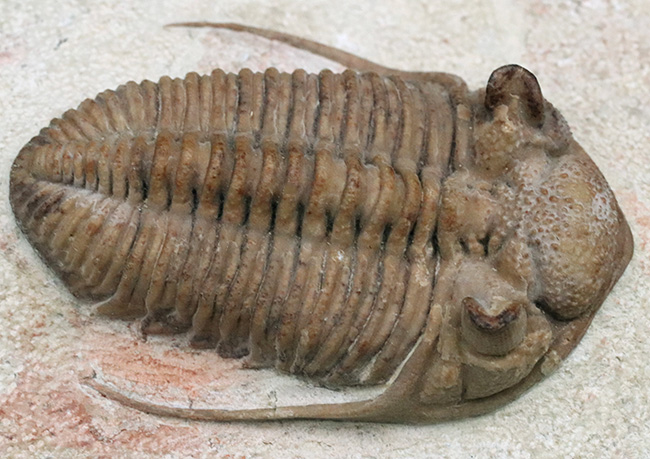 世界的標本!サンクトペテルブルク古生物学研究所によるクリーニング!激レア三葉虫二点が同居、チャスモプス・ロンギスピヌス(Chasmops longispinus)とバシリカス・プラヌス(Basilicus planus)(その11)