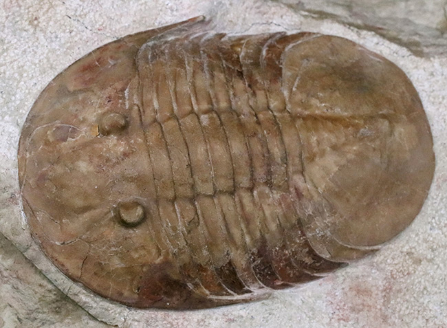 世界的標本!サンクトペテルブルク古生物学研究所によるクリーニング!激レア三葉虫二点が同居、チャスモプス・ロンギスピヌス(Chasmops longispinus)とバシリカス・プラヌス(Basilicus planus)(その12)