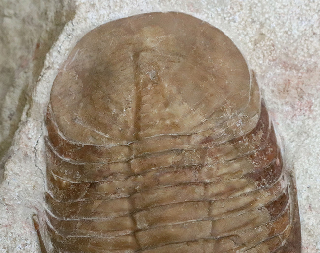 世界的標本!サンクトペテルブルク古生物学研究所によるクリーニング!激レア三葉虫二点が同居、チャスモプス・ロンギスピヌス(Chasmops longispinus)とバシリカス・プラヌス(Basilicus planus)(その13)