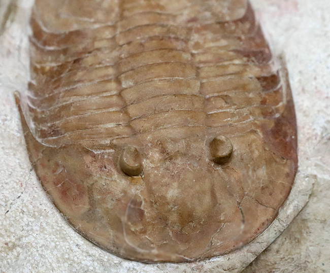 世界的標本!サンクトペテルブルク古生物学研究所によるクリーニング!激レア三葉虫二点が同居、チャスモプス・ロンギスピヌス(Chasmops longispinus)とバシリカス・プラヌス(Basilicus planus)(その14)