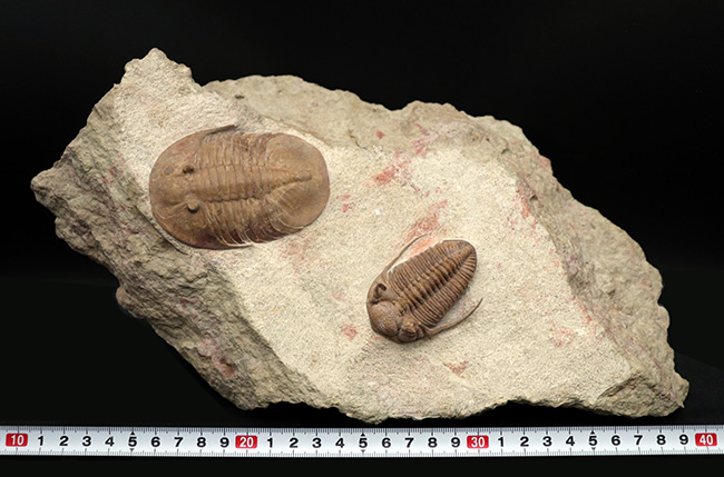 世界的標本!サンクトペテルブルク古生物学研究所によるクリーニング!激レア三葉虫二点が同居、チャスモプス・ロンギスピヌス(Chasmops longispinus)とバシリカス・プラヌス(Basilicus planus)(その15)