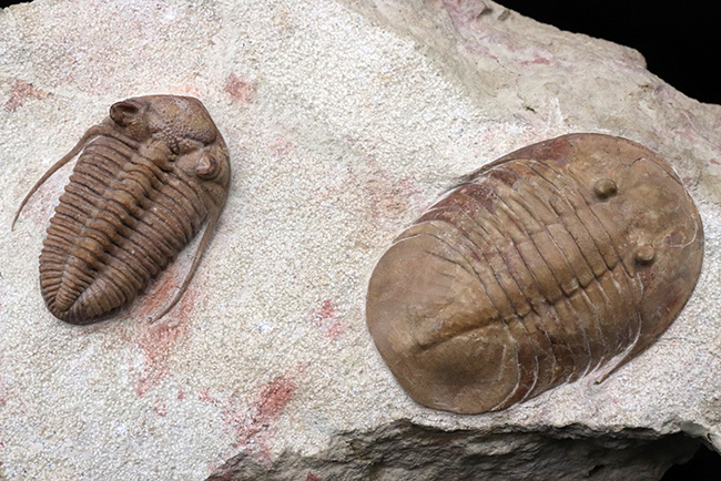 世界的標本！サンクトペテルブルク古生物学研究所によるクリーニング！激レア三葉虫二点が同居、チャスモプス・ロンギスピヌス（Chasmops longispinus）とバシリカス・プラヌス（Basilicus planus）（その2）