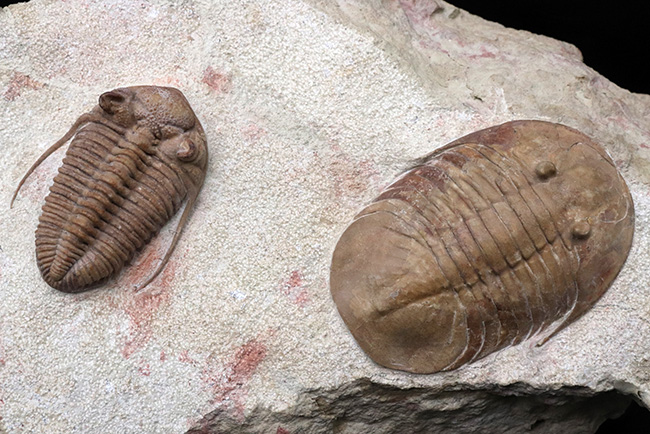 世界的標本!サンクトペテルブルク古生物学研究所によるクリーニング!激レア三葉虫二点が同居、チャスモプス・ロンギスピヌス(Chasmops longispinus)とバシリカス・プラヌス(Basilicus planus)(その2)