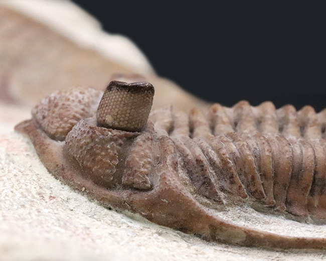 世界的標本!サンクトペテルブルク古生物学研究所によるクリーニング!激レア三葉虫二点が同居、チャスモプス・ロンギスピヌス(Chasmops longispinus)とバシリカス・プラヌス(Basilicus planus)(その7)