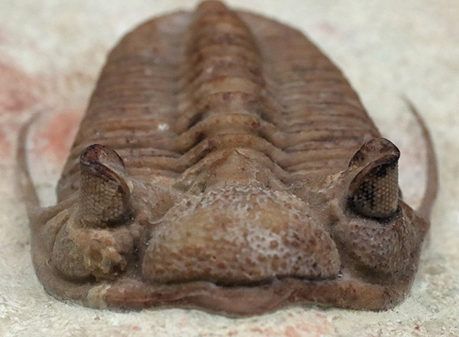 世界的標本!サンクトペテルブルク古生物学研究所によるクリーニング!激レア三葉虫二点が同居、チャスモプス・ロンギスピヌス(Chasmops longispinus)とバシリカス・プラヌス(Basilicus planus)(その8)