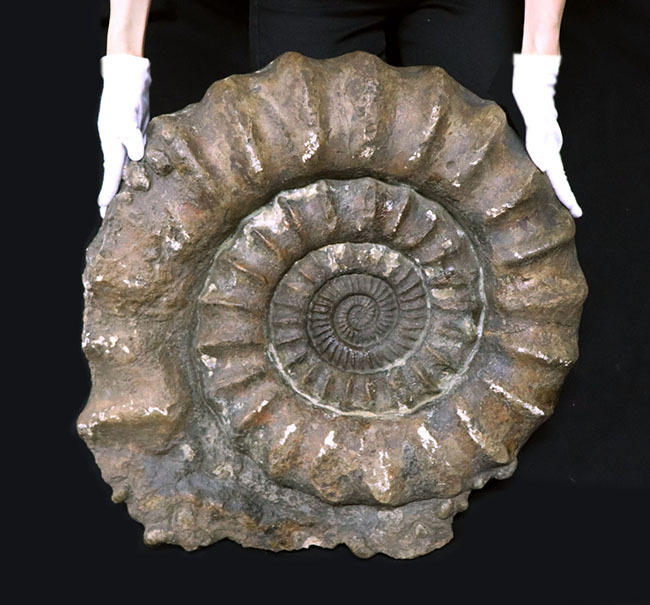 個人で所有できるであろう最大級標本の一つ、化石セブン史上最大級のアンモナイト、イギリス産。（その1）