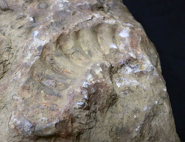 個人で所有できるであろう最大級標本の一つ、化石セブン史上最大級のアンモナイト、イギリス産。（その10）