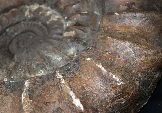 個人で所有できるであろう最大級標本の一つ、化石セブン史上最大級のアンモナイト、イギリス産。（その4）