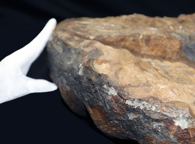 個人で所有できるであろう最大級標本の一つ、化石セブン史上最大級のアンモナイト、イギリス産。（その5）
