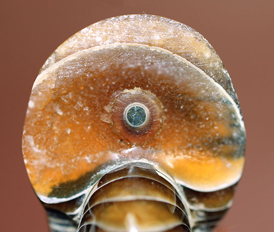 殻のど真ん中を貫く連室細菅が凄すぎる！白亜紀のオウムガイの化石。美品！（その2）