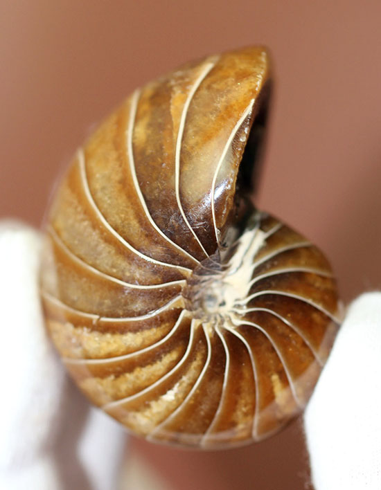 殻のど真ん中を貫く連室細菅が凄すぎる！白亜紀のオウムガイの化石。美品！（その3）