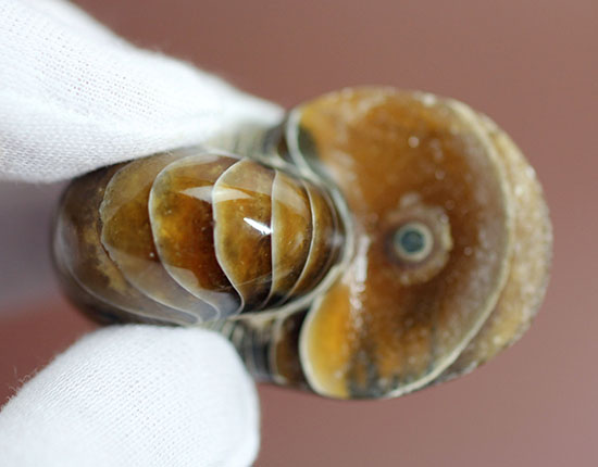 オウムガイの殻 3個セット オウムガイの殻 3個セット オウムガイの殻 3個セット マイクラ攻略