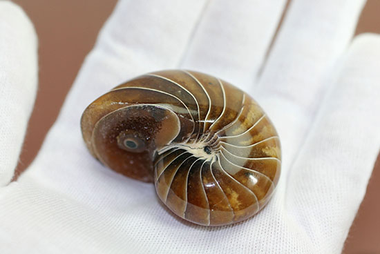 殻のど真ん中を貫く連室細菅が凄すぎる！白亜紀のオウムガイの化石。美
