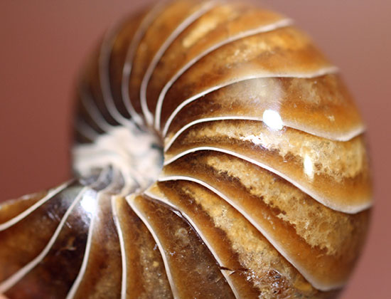 殻のど真ん中を貫く連室細菅が凄すぎる！白亜紀のオウムガイの化石。美品！（その9）