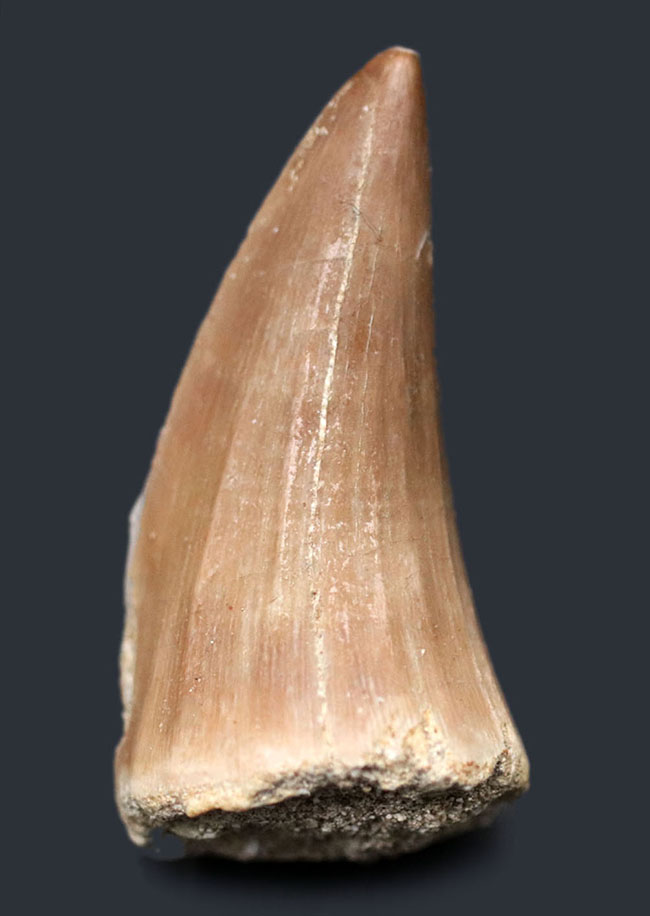 上質のエナメル質が保存された白亜紀後期の海のキング、モササウルス（Mosasaurus）の歯化石（その2）