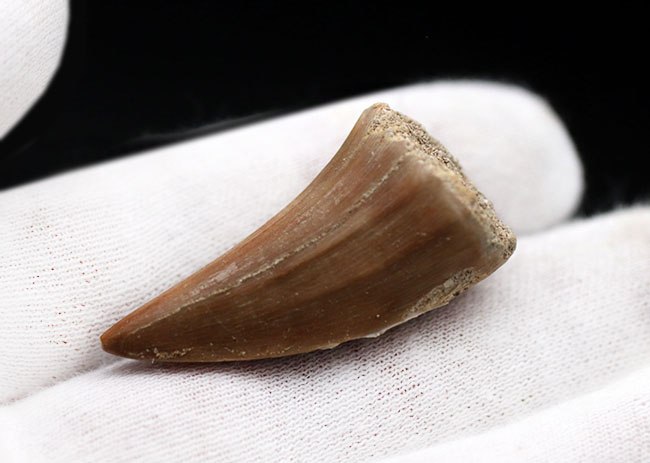 上質のエナメル質が保存された白亜紀後期の海のキング、モササウルス(Mosasaurus)の歯化石(その3)