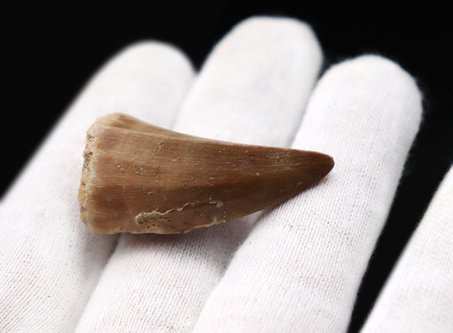 上質のエナメル質が保存された白亜紀後期の海のキング、モササウルス(Mosasaurus)の歯化石(その4)