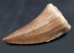 上質のエナメル質が保存された白亜紀後期の海のキング、モササウルス（Mosasaurus）の歯化石