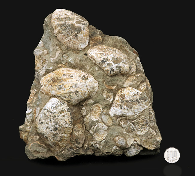 国産化石マニアックシリーズ！はまぐり様の二枚貝が多数見られる群集標本（その10）