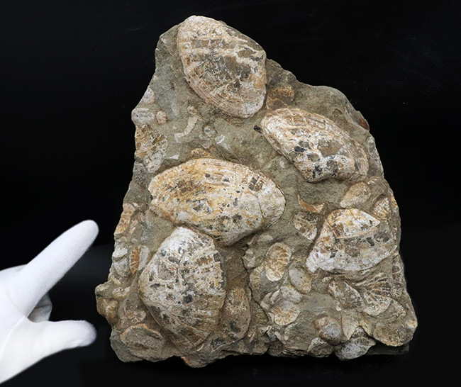 新着アイテム 国産化石マニアックシリーズ！はまぐり様の二枚貝が多数見られる群集標本