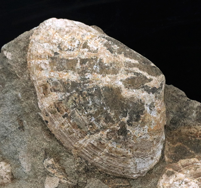 国産化石マニアックシリーズ！はまぐり様の二枚貝が多数見られる群集標本（その4）