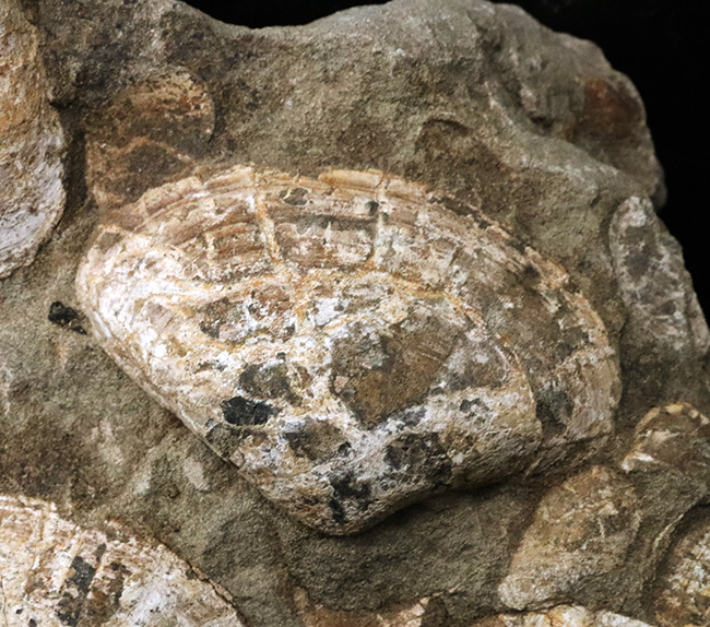 国産化石マニアックシリーズ！はまぐり様の二枚貝が多数見られる群集標本（その5）