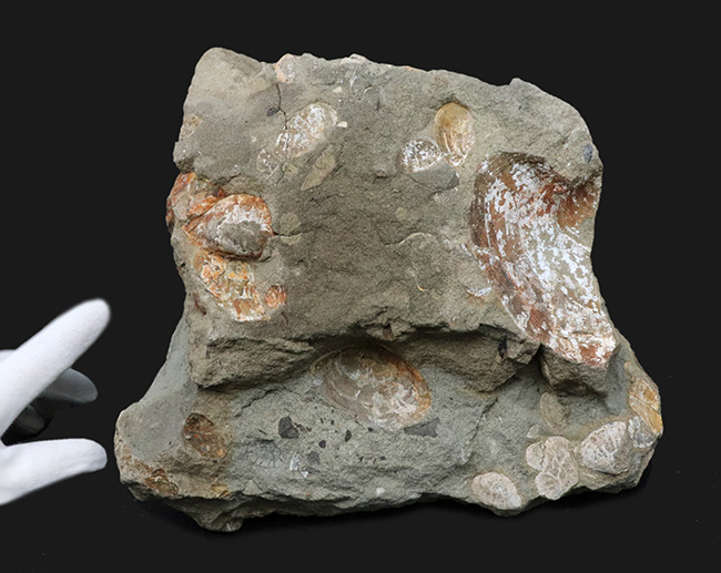 国産化石マニアックシリーズ！はまぐり様の二枚貝が多数見られる群集標本（その6）
