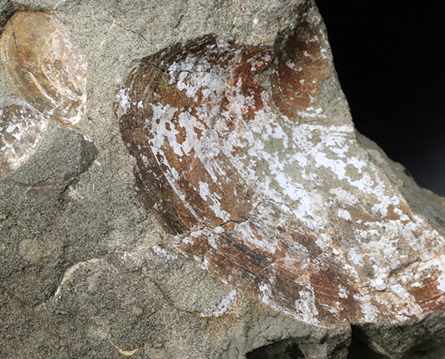 国産化石マニアックシリーズ！はまぐり様の二枚貝が多数見られる群集標本（その7）