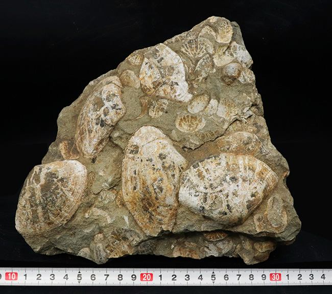 国産化石マニアックシリーズ！はまぐり様の二枚貝が多数見られる群集標本（その9）