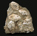 国産化石マニアックシリーズ！はまぐり様の二枚貝が多数見られる群集標本