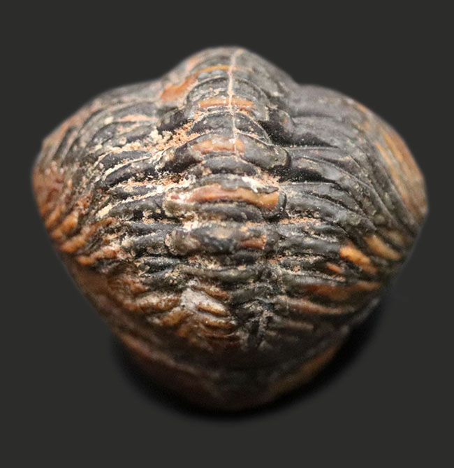 パックマン！モロッコ産のデボン紀の三葉虫、ファコプス（Phacops）のエンロール（防御）姿勢を取った化石（その7）