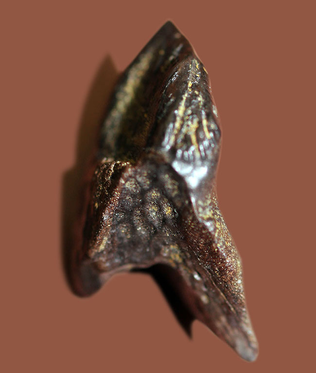 希少なノーシェッドタイプ。ダブルルートの保存状態も優れた、希少なトリケラトプス(Triceratops)の歯化石(その3)