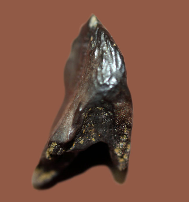 希少なノーシェッドタイプ。ダブルルートの保存状態も優れた、希少なトリケラトプス(Triceratops)の歯化石(その4)