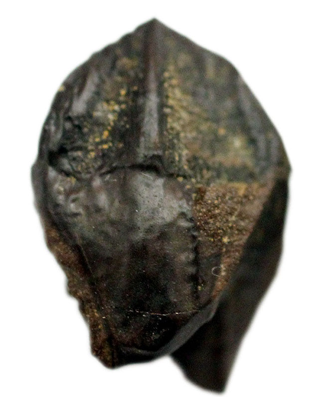 希少なノーシェッドタイプ。ダブルルートの保存状態も優れた、希少なトリケラトプス(Triceratops)の歯化石(その9)