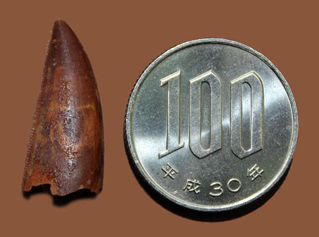 白亜紀の北アフリカにも棲息していたアベリサウルス科の恐竜ルゴプス(Rugops sp.)の歯化石(その10)